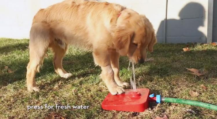 Pawcet Dog Faucet